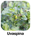 Uvaspina